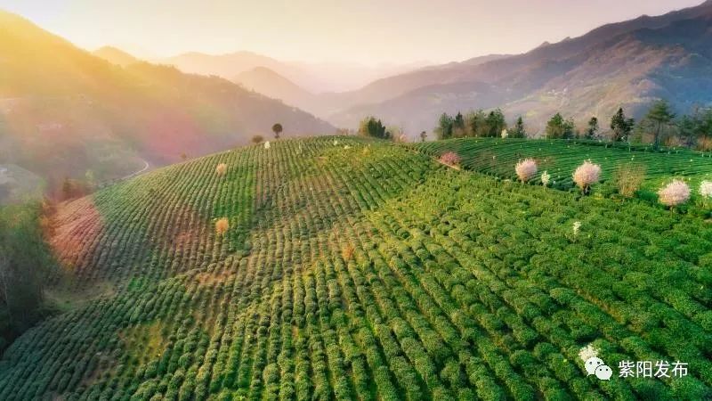 绿水青山 紫阳富硒茶