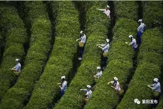 绿水青山 紫阳富硒茶