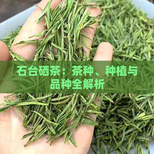 石台硒茶：茶种、种植与品种全解析