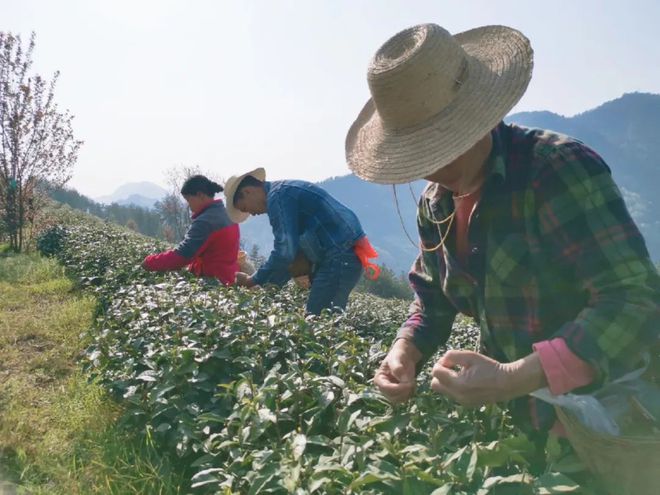 中国紫阳富硒茶开园记