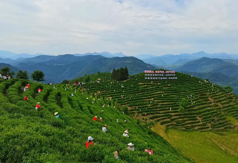 安康富硒茶的传播方式