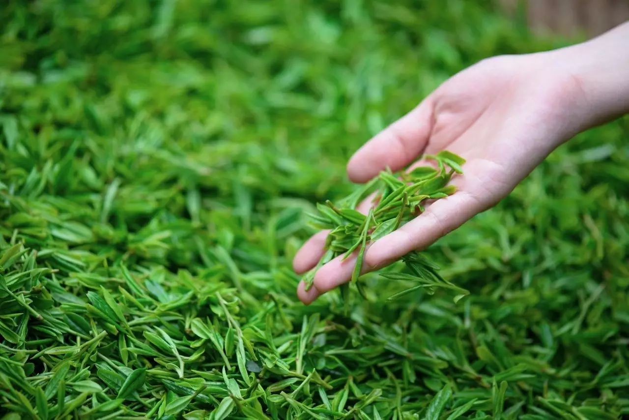 紫阳富硒茶最大的茶厂