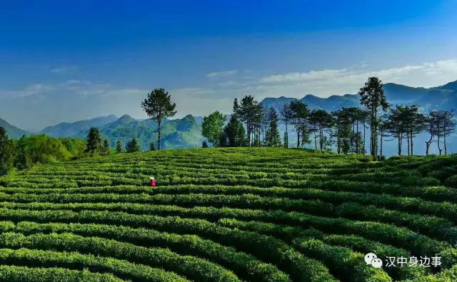 汉中红镇巴高山富硒茶