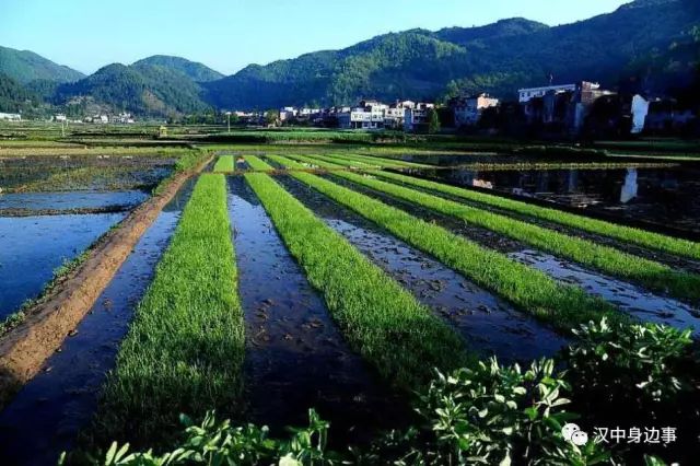 汉中红镇巴高山富硒茶