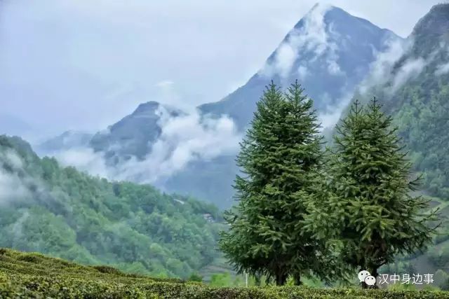 汉中红镇巴高山富硒茶