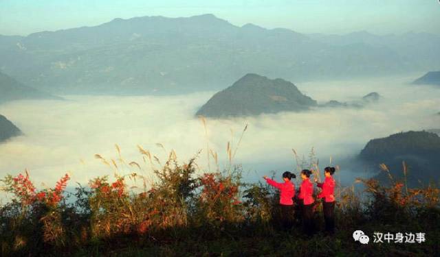 汉中红镇巴高山富硒茶