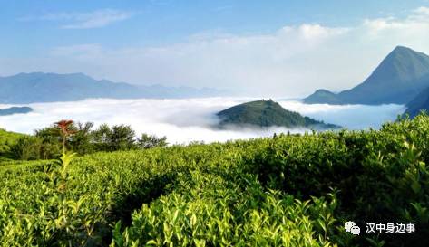 汉中红镇巴高山富硒茶