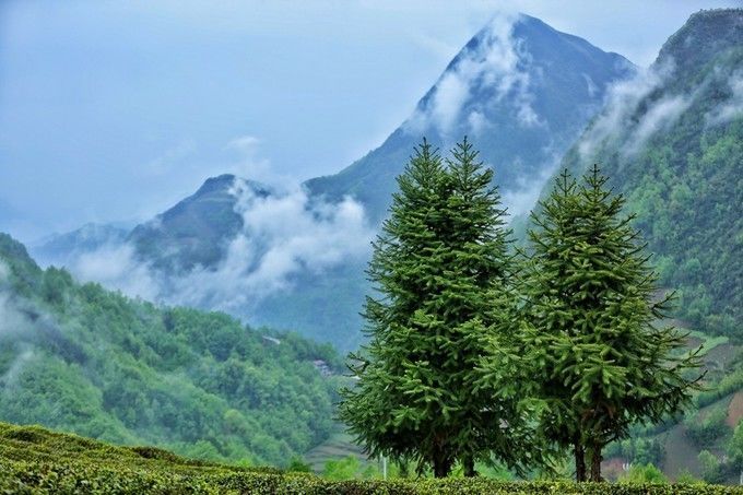 汉中红镇巴高山富硒茶