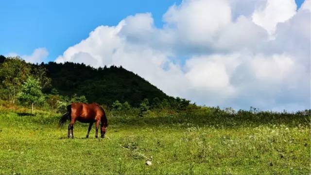 汉中红镇巴高山富硒茶