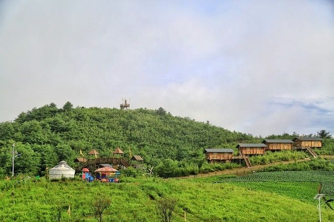 汉中红镇巴高山富硒茶