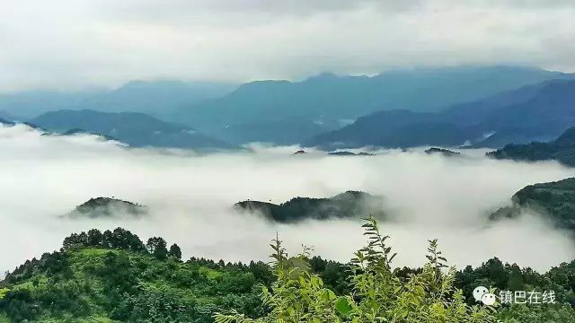 汉中红镇巴高山富硒茶