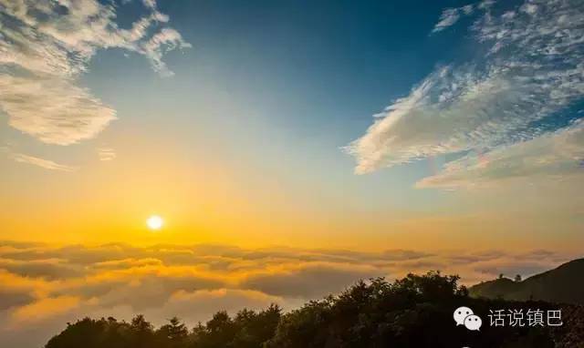 汉中红镇巴高山富硒茶