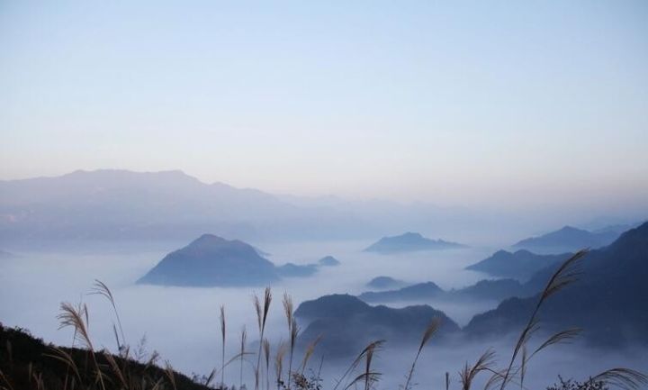 汉中红镇巴高山富硒茶