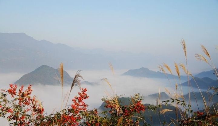 汉中红镇巴高山富硒茶