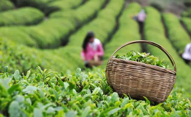 富硒茶哪个产地最好喝