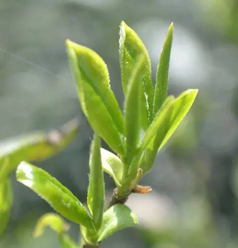 石台富硒茶属于毛峰吗