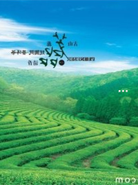 高山富硒茶属于什么茶