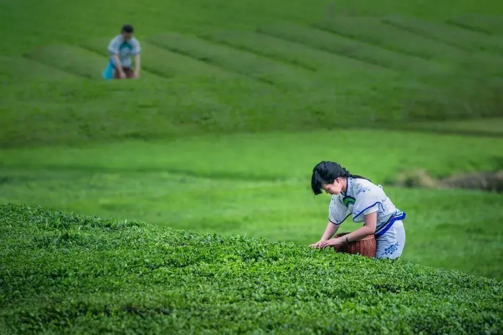 富硒茶贵州开阳排第几