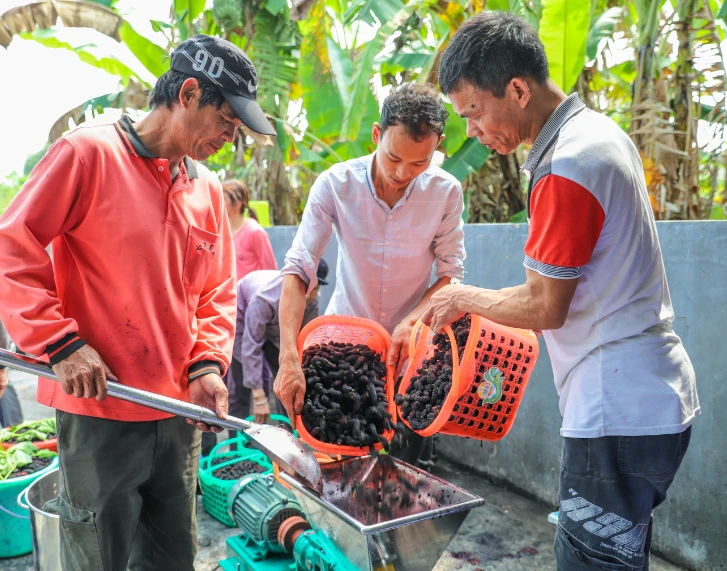 富硒桑叶茶和桑葚泡水