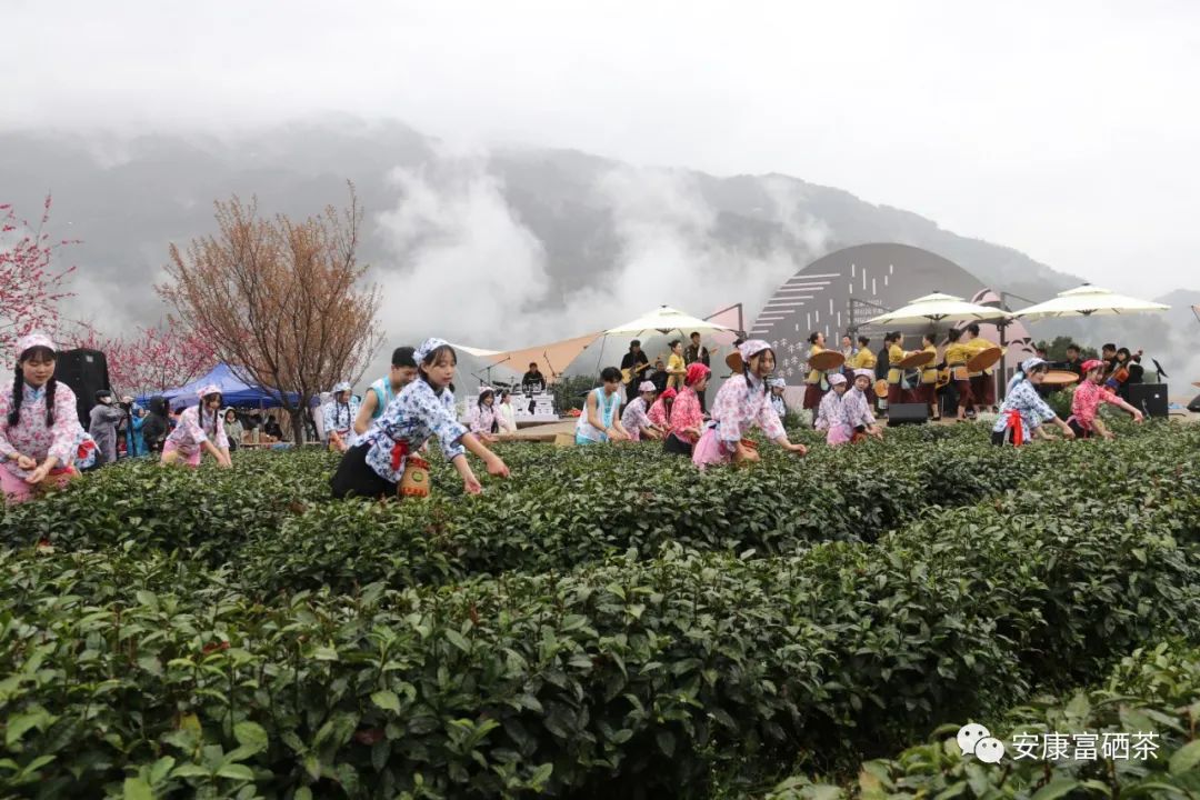 陕西平利富硒绞股蓝茶