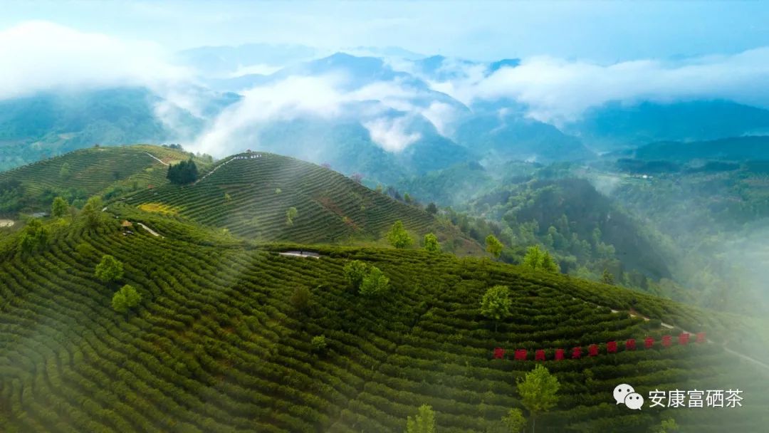 陕西平利富硒绞股蓝茶