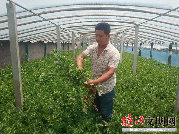 野芹菜大面积种植_种植野生芹菜致富_致富野生芹菜种植视频