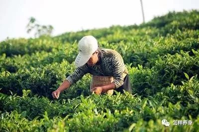 肝癌喝富硒茶好吗女性