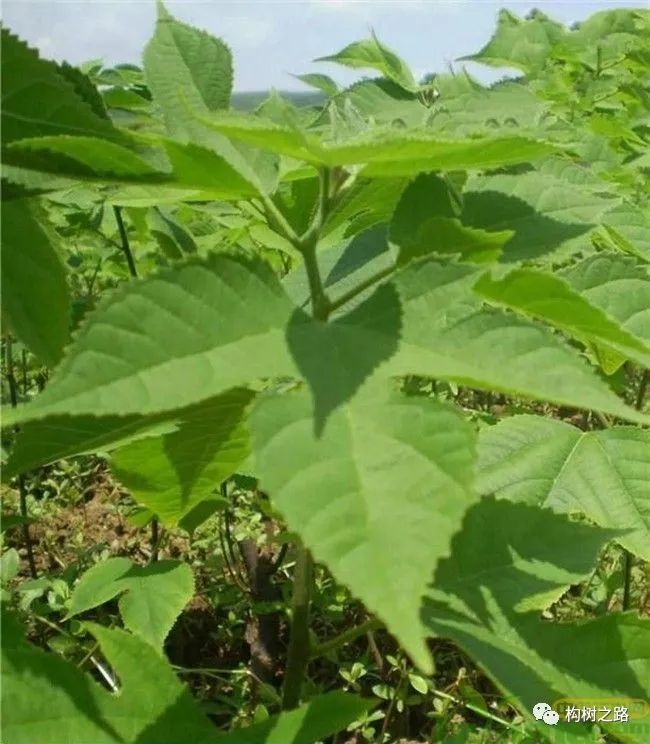 肝癌喝富硒茶好吗女性