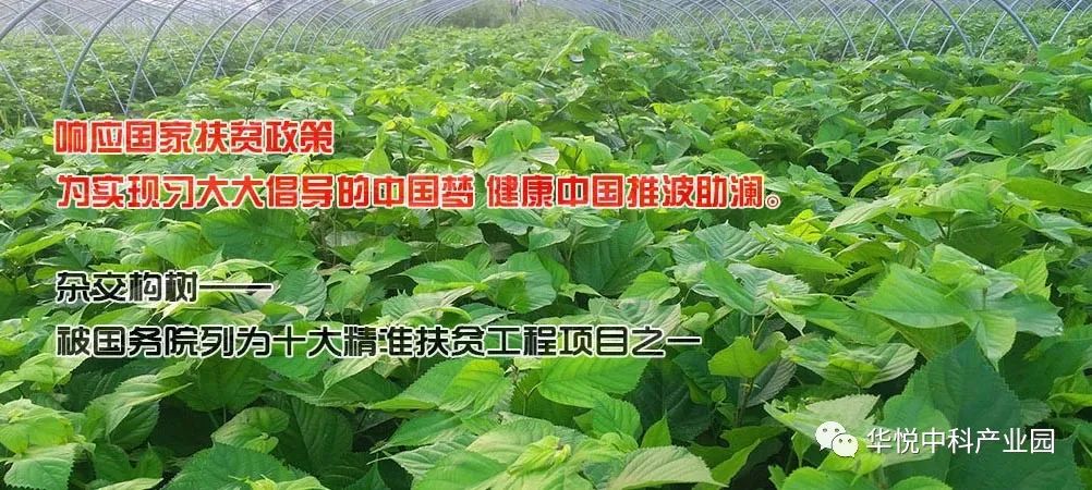 肝癌喝富硒茶好吗女性