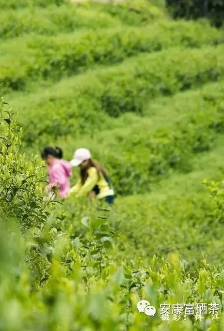 紫阳富硒茶治疗失眠吗