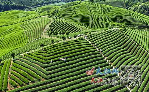 紫阳富硒茶治疗失眠吗