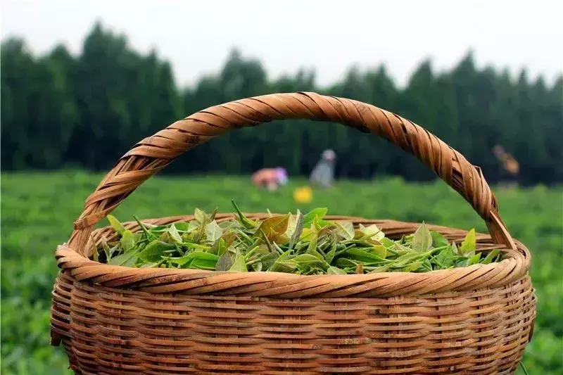 日照绿茶是不是富硒茶