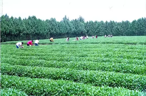 日照绿茶是不是富硒茶