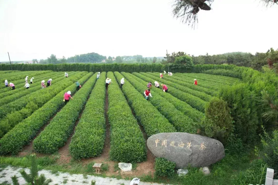 日照绿茶是不是富硒茶