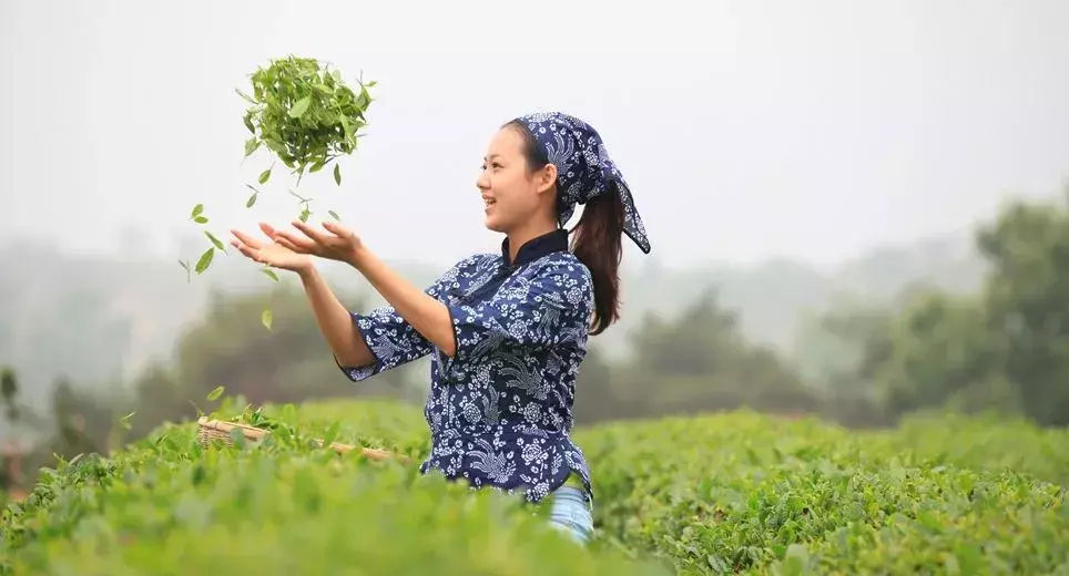 日照绿茶是不是富硒茶