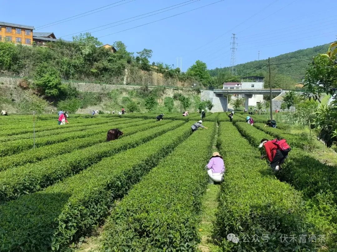 紫阳富硒茶治疗失眠吗