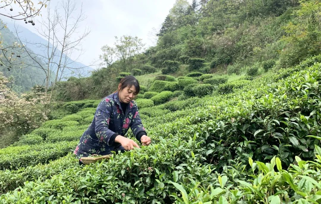 湖北有名的恩施富硒茶