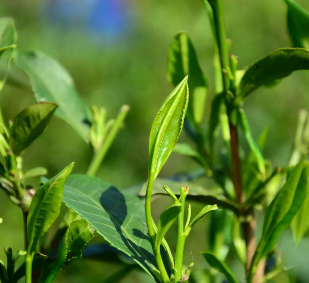 湖北有名的恩施富硒茶