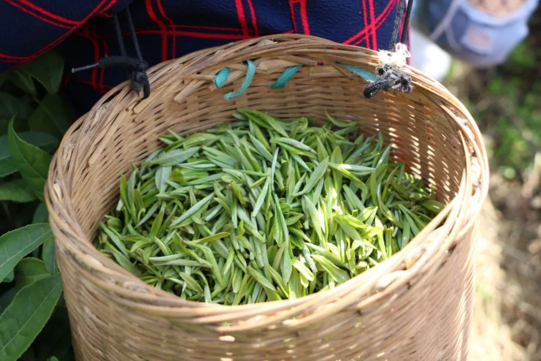 湖北有名的恩施富硒茶