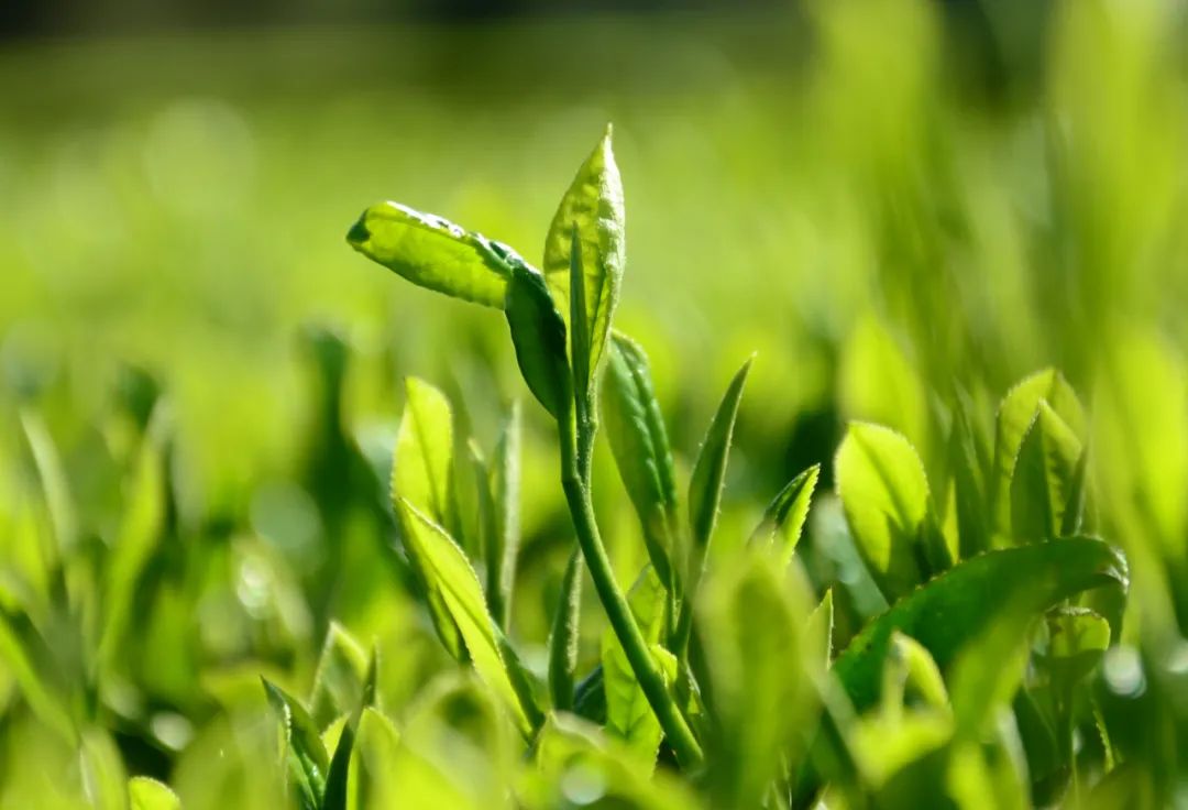 湖北有名的恩施富硒茶