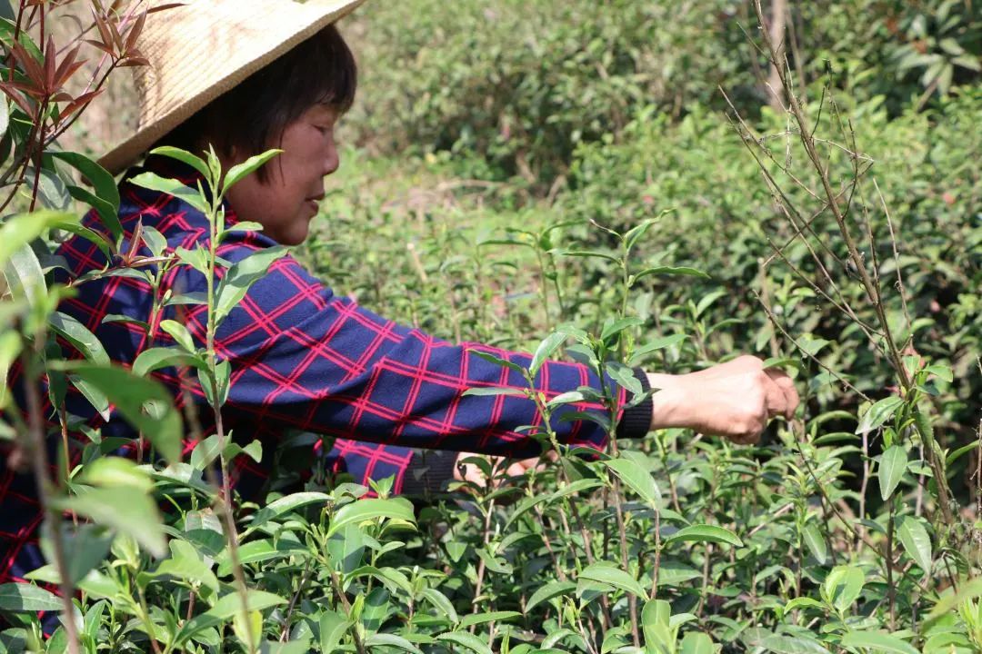 湖北有名的恩施富硒茶