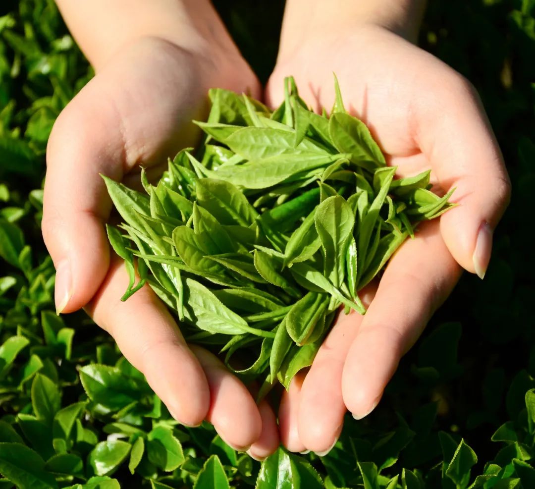 湖北有名的恩施富硒茶