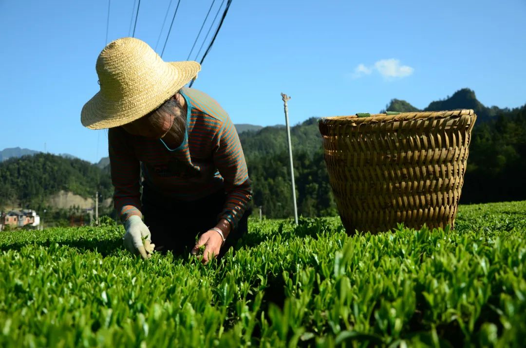 湖北有名的恩施富硒茶