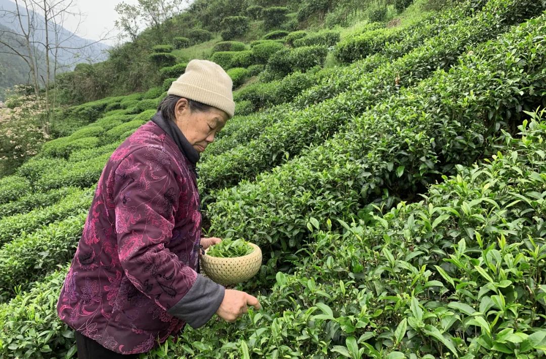 湖北有名的恩施富硒茶