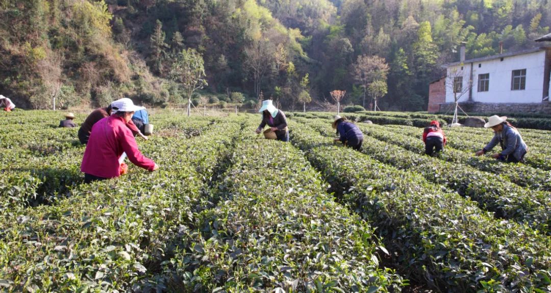 紫阳富硒茶生执行标准