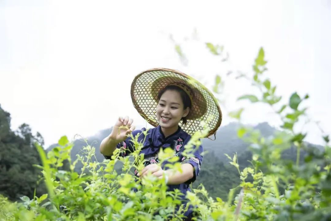 莓茶和富硒茶区别大吗