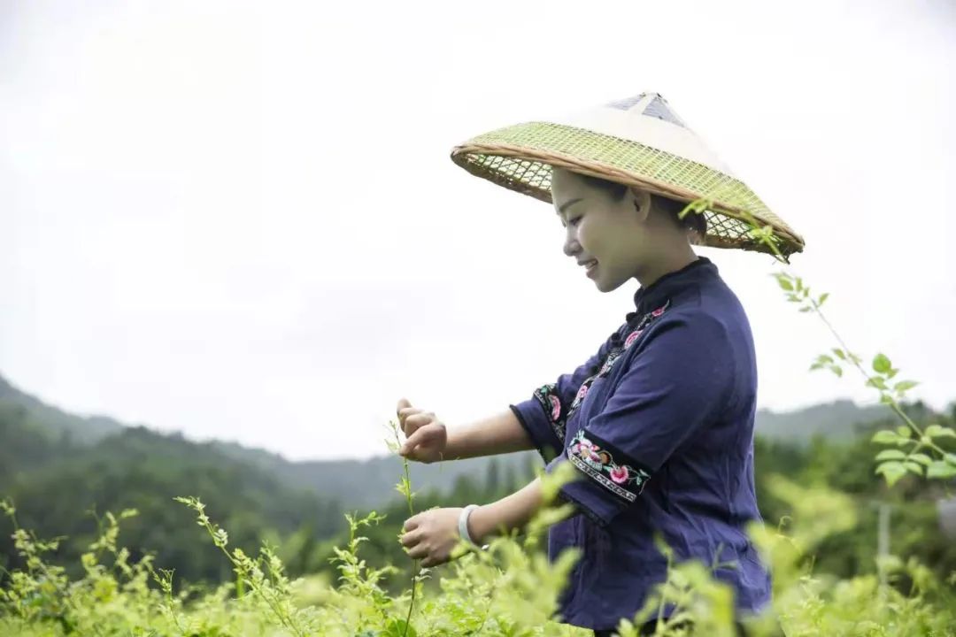 莓茶和富硒茶区别大吗