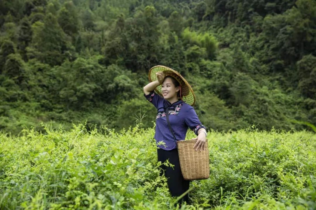 莓茶和富硒茶区别大吗