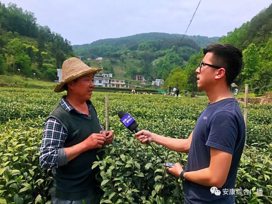 紫阳富硒茶济南哪儿卖