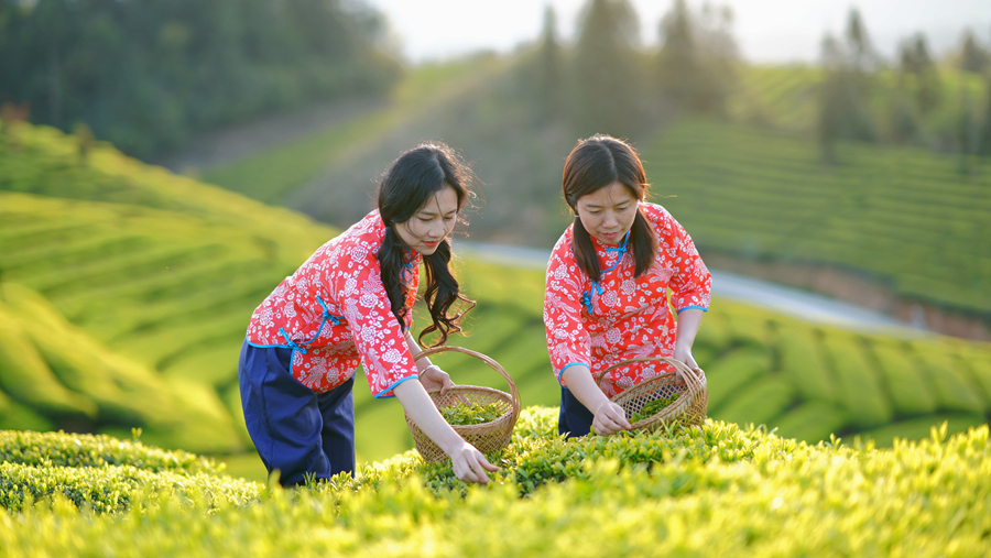 鹤峰富硒走马茶的介绍